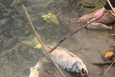 Массовая гибель рыбы в реке Арчеда под Волгоградом