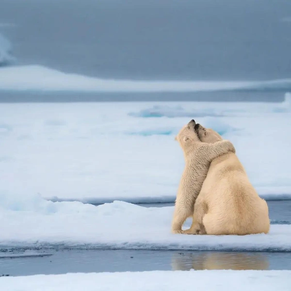 «Арктические обнимашки» | Источник: Michael Stavrakakis / Nikon Comedy Wildlife Awards 2024