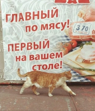 17 картинок недели и более-менее нормальные времена