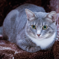 Аватарка Галина