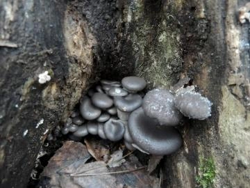 Источник: Александр Ермолаев / Грибы в Подмосковье 2025 / VK.com