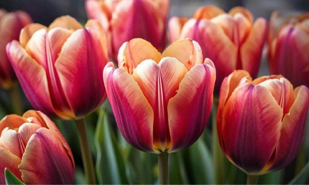 Время сажать тюльпаны: эта хитрость в ноябре превратит весной сад в роскошный цветник