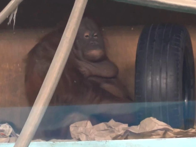 Мишель стала матерью около двух месяцев назад. | nsk54.online