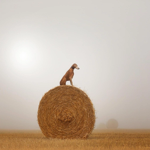 Источник: International Pet Photography Awards