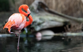 Почему фламинго стоят на одной ноге?