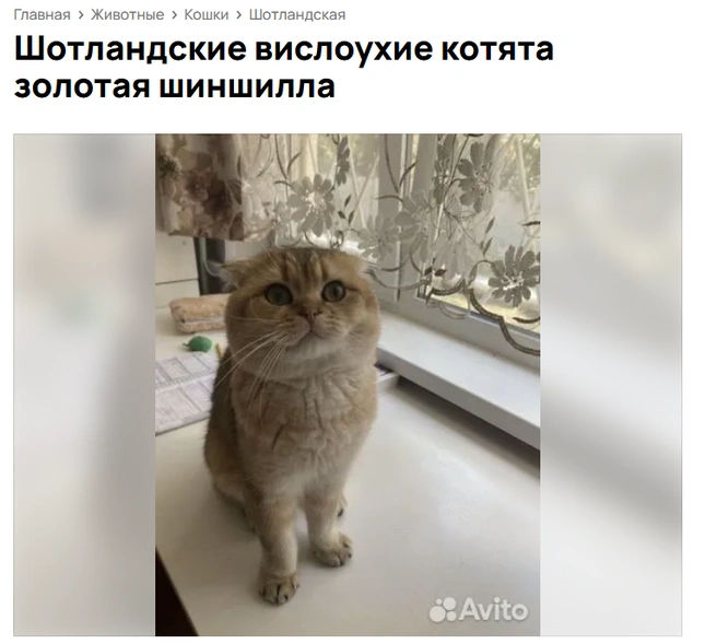 А вот так выглядит мама котят | Источник: сервис для подачи объявлений