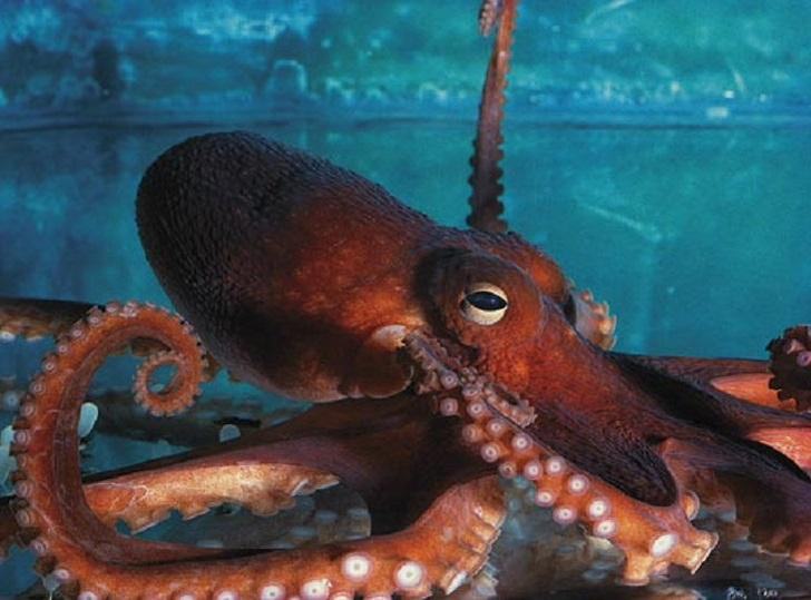 Ядовитые интеллектуалы: 12 невероятных фактов об осьминогах