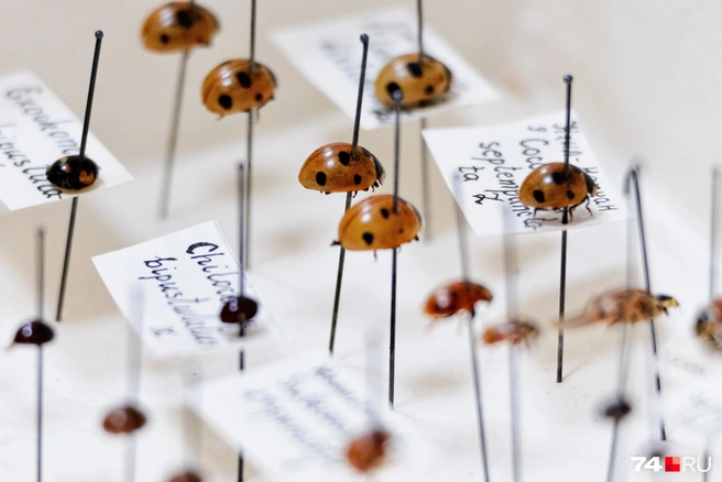 В некоторых странах божьи коровки считаются священными насекомыми | Источник: Наталья Лапцевич