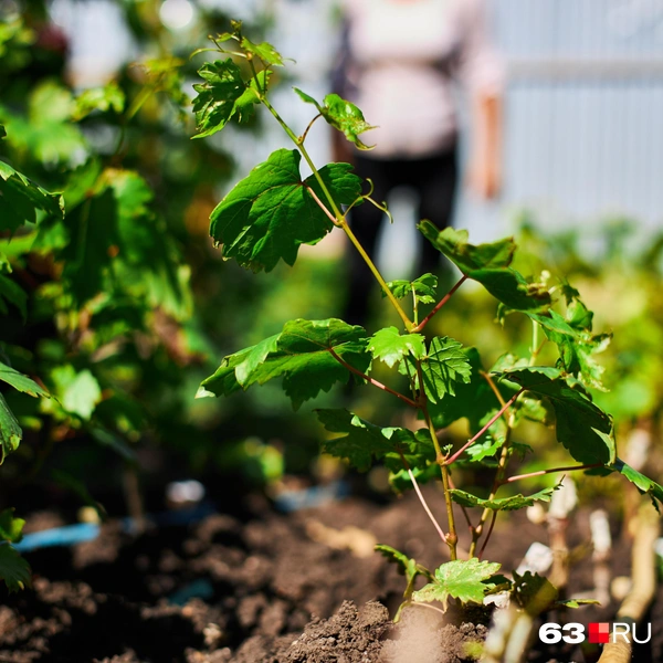 Источник: Роман Данилкин / 63.RU