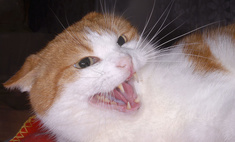 ukusil domashnij kot i opuhla ruka www wday ru