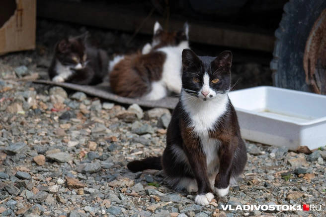 Источник: Елена Буйвол / VLADIVOSTOK1.RU