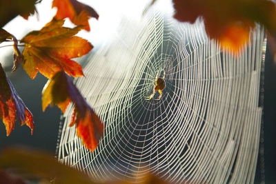 Safe Connections: 5 Ways Animals Use Natural Glue