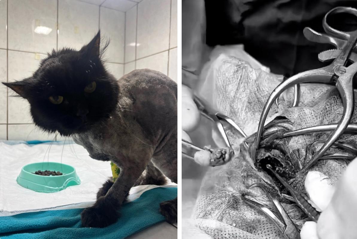 В Перми спасли кота с опухолью мозга — бывшие хозяева оставили его на трассе