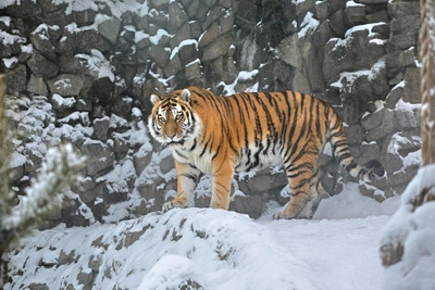 Тигр Амадей заболел в Ленинградском зоопарке