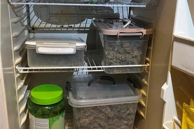 Безработный в Ульяновске вырастил дома коноплю для продажи