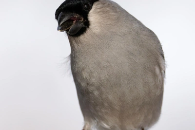 Редкий серый снегирь замечен в Юнтолово