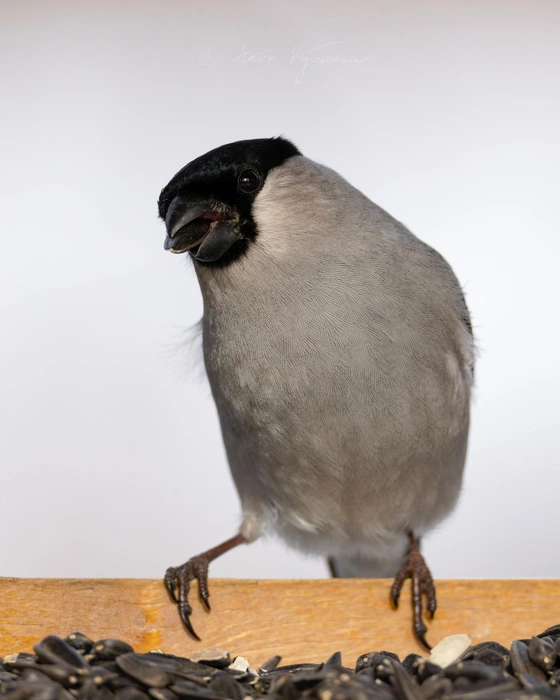 ��������� ������� ������� � ��������  | ��������: ����� �������� / ������ ��� � ������