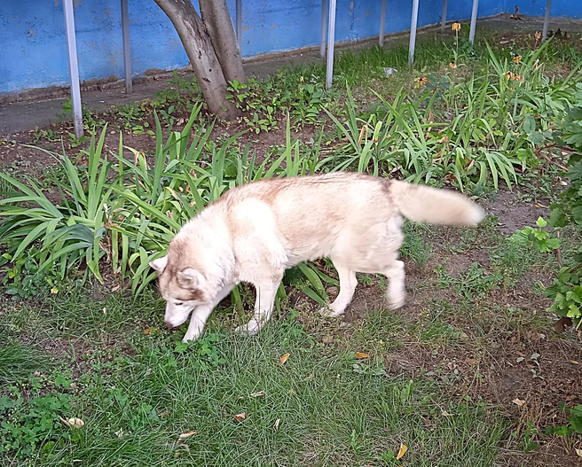 В Ульяновской области вновь бездомная собака напала на ребенка | Источник: Дмитрий Сильнов / 173. RU