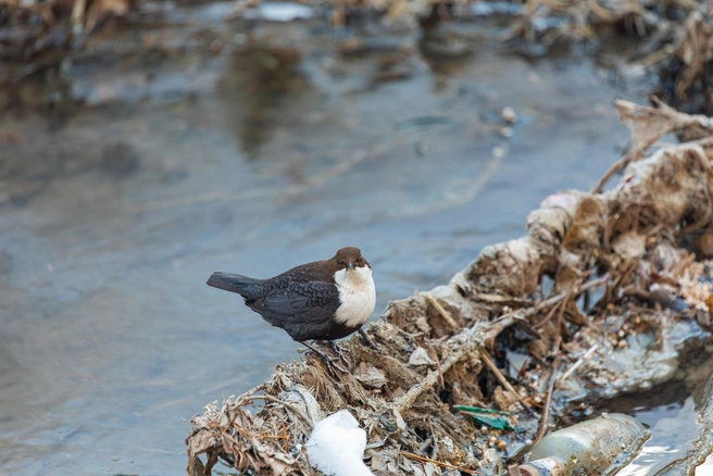 Этот малыш&nbsp;— оляпка | Источник: Анна Борисова