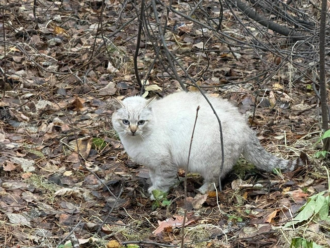Кошку заметили в лесу на Шлюзе | Источник: «Потеряшка-НСК. Потерянные животные. Новосибирск» / «ВКонтакте»