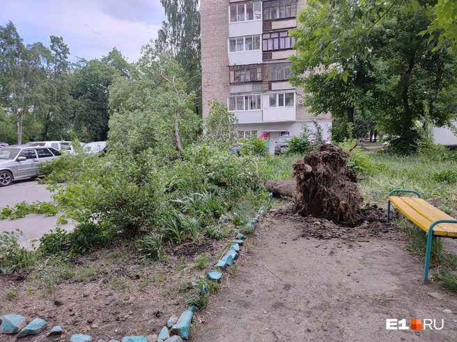 Мощный ветер не только ломал деревья, но и вырывал их с корнем | Источник: читатель E1.RU