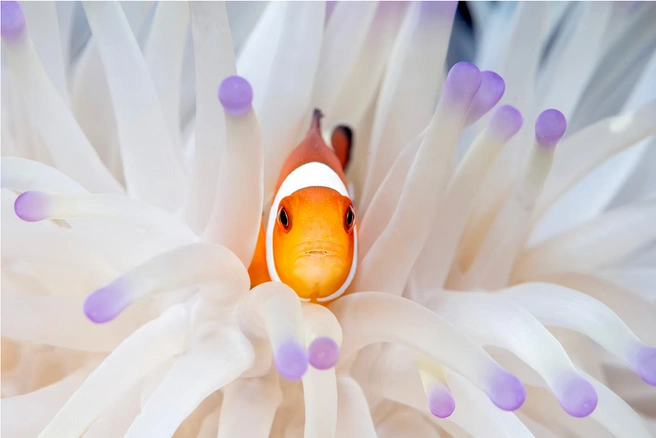Источник: Paul Eijkemans / The Artist Gallery Awards — Wildlife 2024