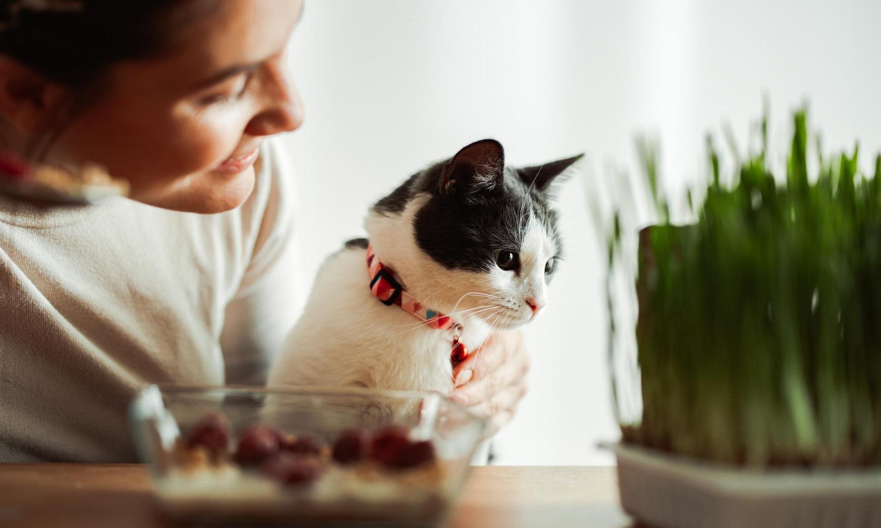 Чего нельзя есть кошке: 10 токсичных продуктов с нашего стола | DOCTORPITER