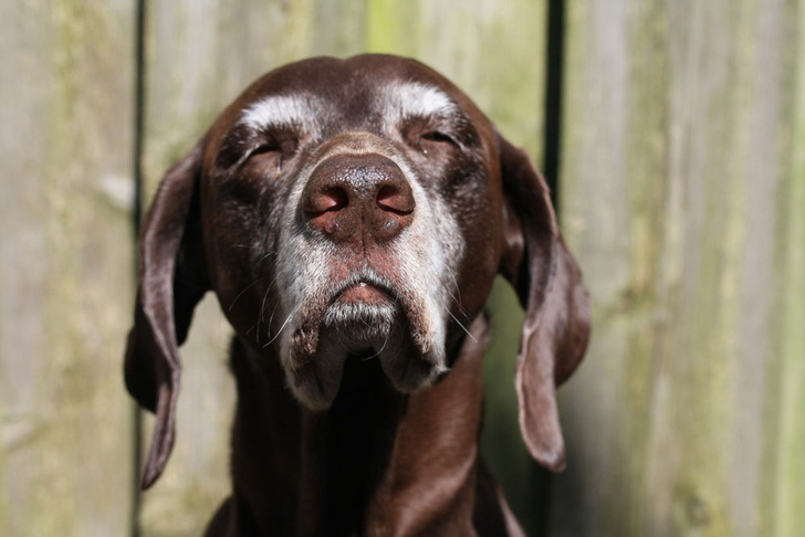 Стресс может привести к ранней седине у собак