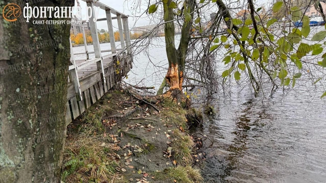 Бобров видели? Они облюбовали Галерную гавань | Источник: читатель «Фонтанки»
