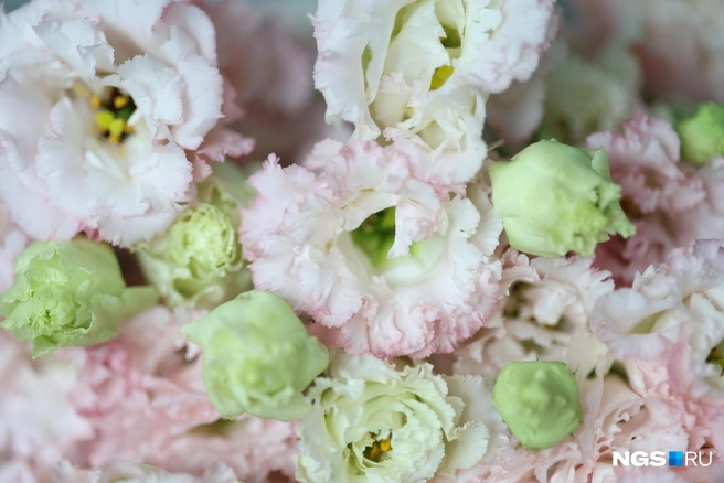 Некоторые выбирают другие подарки вместо цветов | Источник: Мария Тищенко / NGS.RU