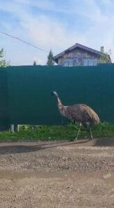 Страус признал хозяина и обрадовался встрече | Источник: kuzrab.ru