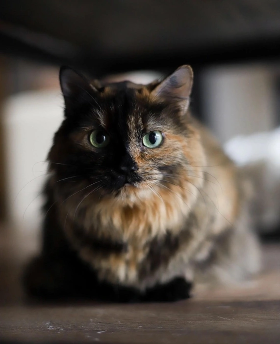 Кошечка знает лоток, привита, стерилизована, обработана от паразитов и проверена на основные хронические вирусы  | Источник: Котейня «ЧуКОТка» | котокафе Самара 