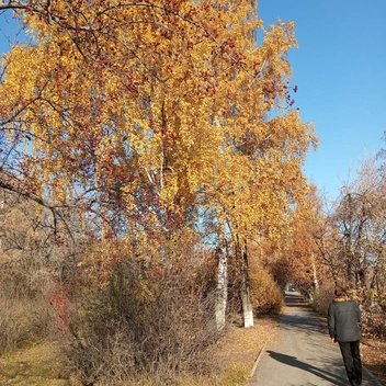 В городе наступила золотая осень  | Источник: читательница Татьяна 