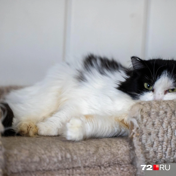 Источник: Илья Чикотин / 72.RU