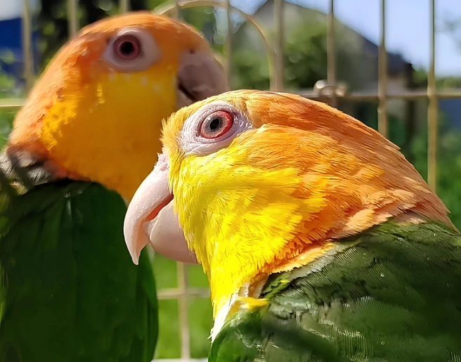 За пару попугаев просили 500 тысяч | Источник: Avito.ru