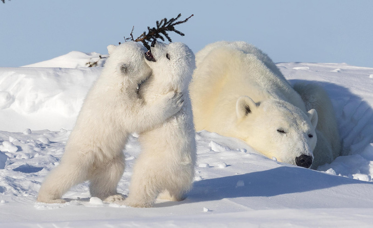 Охотники на тюленей: как рождаются, взрослеют и умирают белые медведи