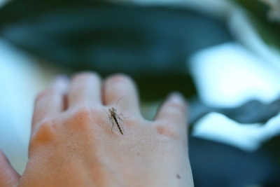 Биолог спрогнозировала численность комаров в Алтайском крае