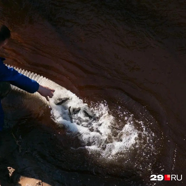 Источник: Иван Митюшёв / 29.RU