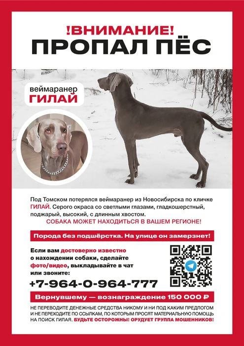 Волонтеры до сих пор распространяют ориентировки на поиск собаки. На них они в том числе призывают не переводить никому денег на поиски Гилая | Источник: Gilay_Alex / t.me 