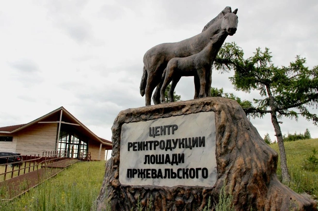 Центр реинтродукции лошади Пржевальского в Хакасии | Источник: zapovednik-khakassky.ru