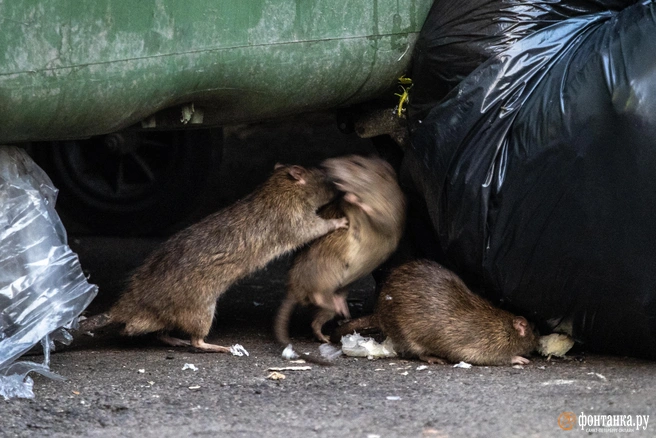 В администрации ранее озвучивали план по борьбе с грызунами | Источник: Михаил Огнев / FONTANKA.RU
