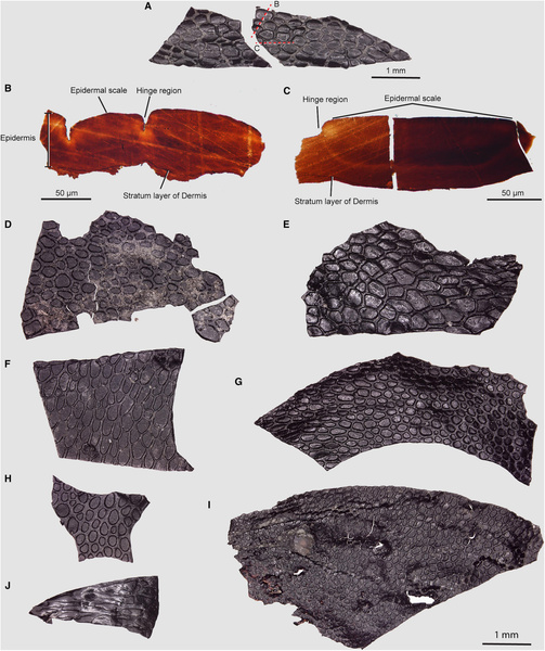 Палеонтологи описали самую древнюю кожу в мире возрастом 290 млн лет