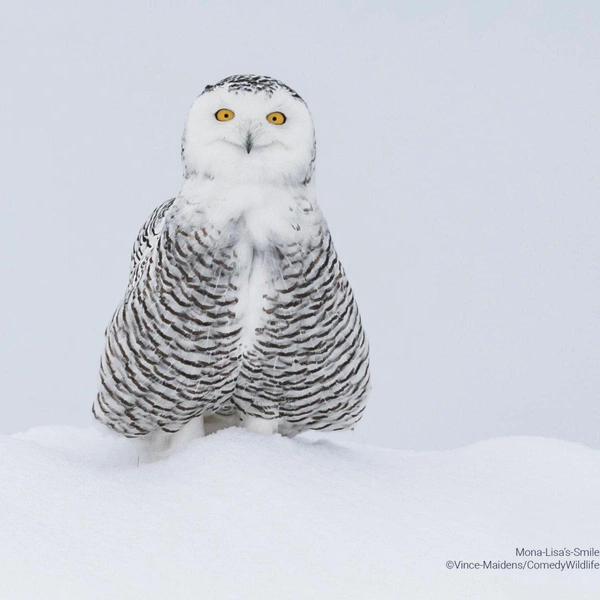 Источник: Comedy Wildlife Photography Awards
