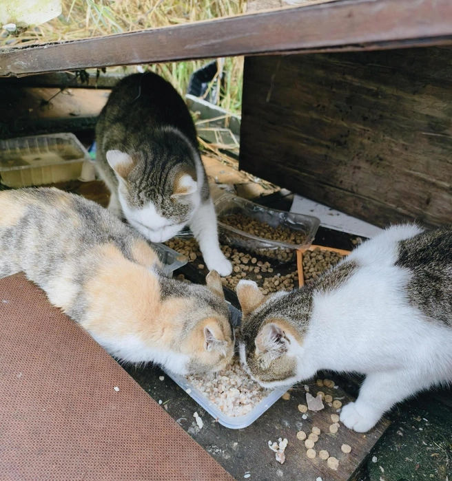 Срочно нужна помощь | Источник: Виктория Астратова