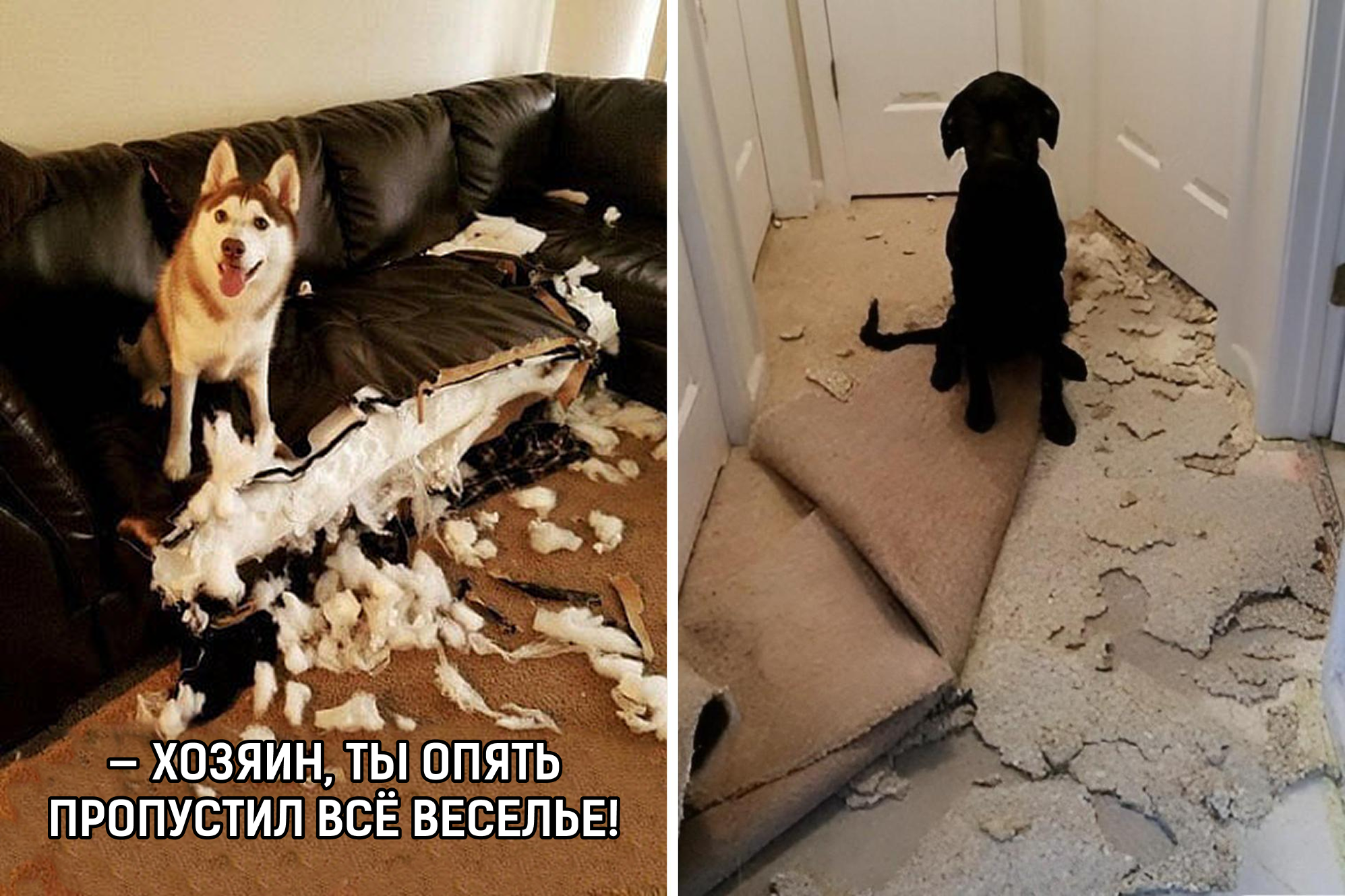 Смешные картинки и мемы, которые поймут только собачники: если не засмеетесь, у вас нет сердца