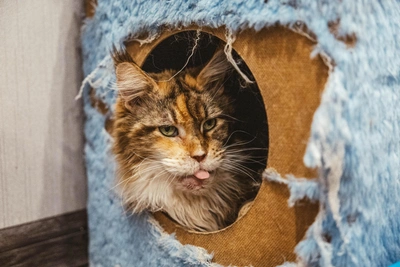 Мейн-куны в объективе: более 20 фото для хорошего настроения