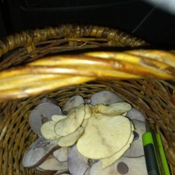 Источник: Дмитрий Смирнов / Грибы в Подмосковье 2025 / VK.com