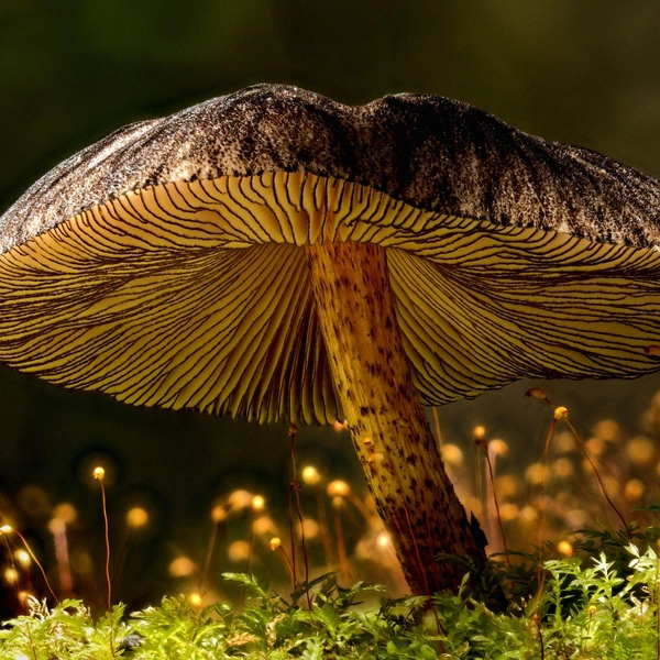 Победитель в номинации «Растения и грибы» | Источник: / Oceania Photo Contest 2025