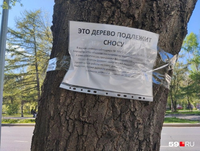 Такие листовки приклеены к 13 деревьям | Источник: Ольга Якунчева / 59.RU
