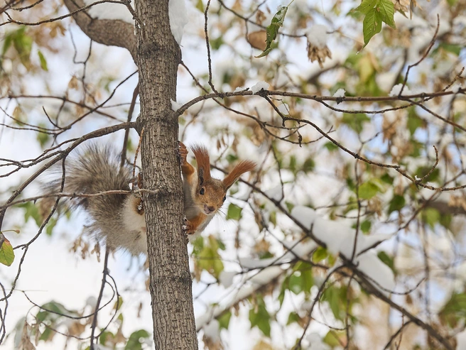Некоторые горожане не поддерживают новый график работы | Источник: Изображение от NGS.RU
